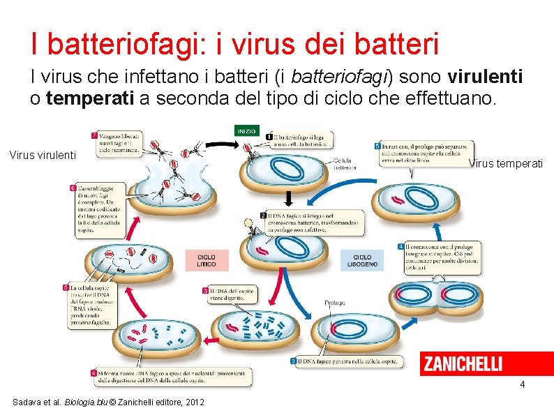 I batteriofagi: i virus dei batteri I virus che infettano i batteri (i batteriofagi)