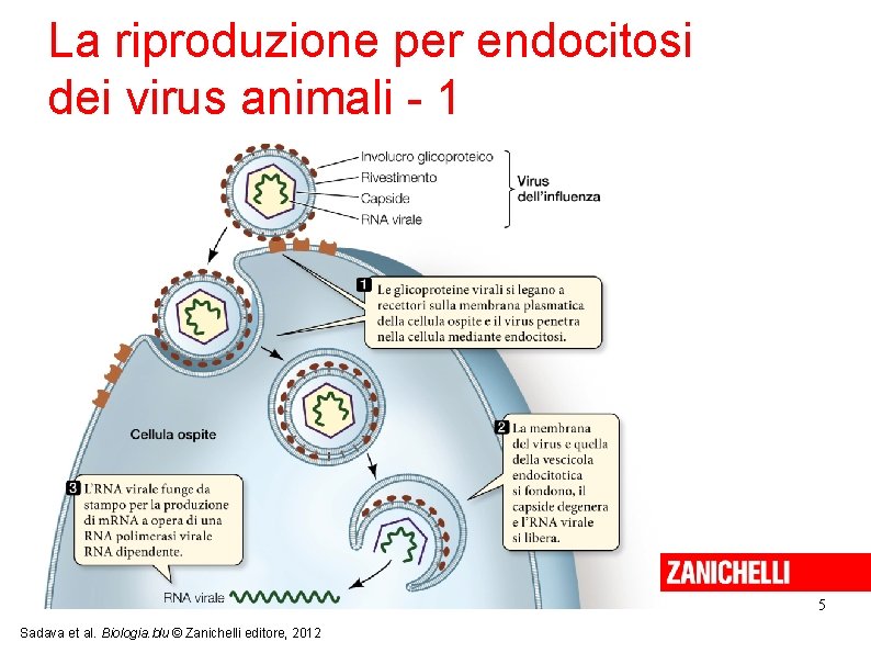 La riproduzione per endocitosi dei virus animali - 1 5 Sadava et al. Biologia.