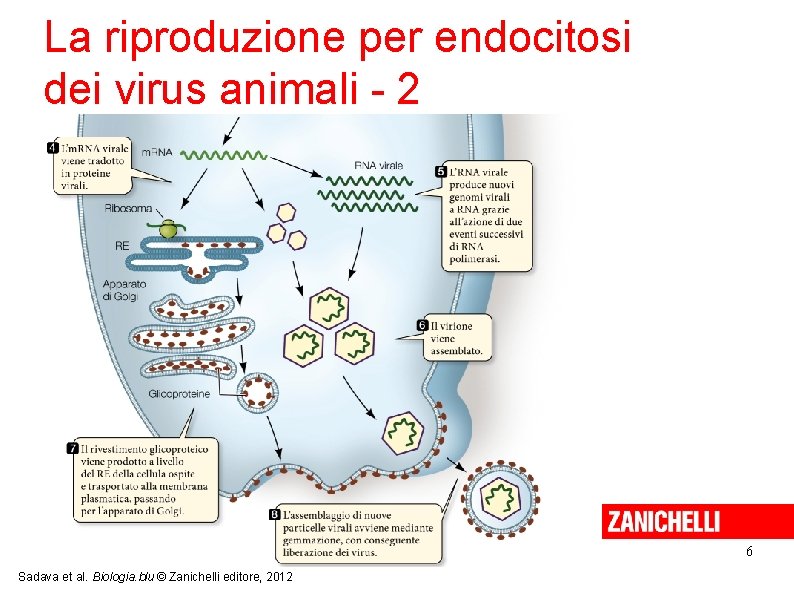 La riproduzione per endocitosi dei virus animali - 2 6 Sadava et al. Biologia.