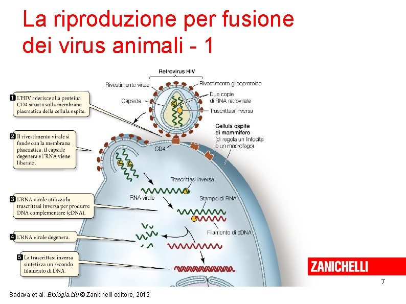 La riproduzione per fusione dei virus animali - 1 7 Sadava et al. Biologia.