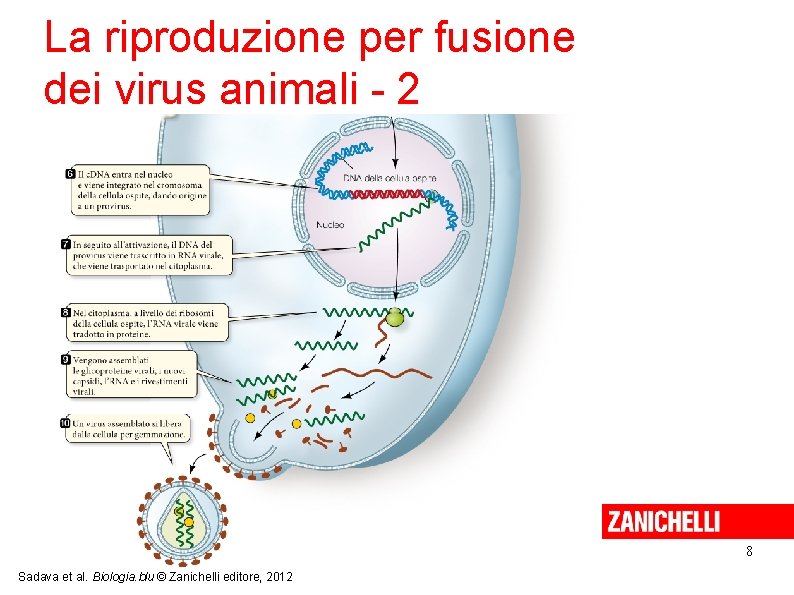 La riproduzione per fusione dei virus animali - 2 8 Sadava et al. Biologia.