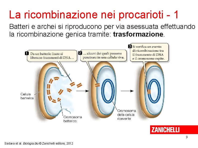 La ricombinazione nei procarioti - 1 Batteri e archei si riproducono per via asessuata