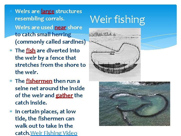 Weirs are large structures resembling corrals. Weirs are used near shore to catch Weirs are large structures resembling corrals. Weirs are used near shore to catch
