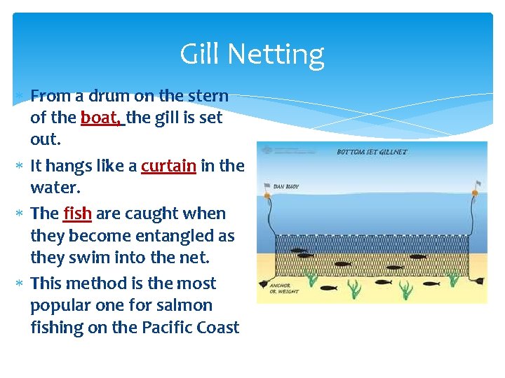 Gill Netting From a drum on the stern of the boat, the gill is Gill Netting From a drum on the stern of the boat, the gill is