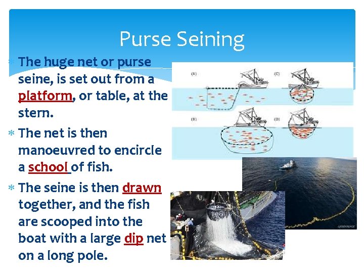 Purse Seining The huge net or purse seine, is set out from a platform, Purse Seining The huge net or purse seine, is set out from a platform,