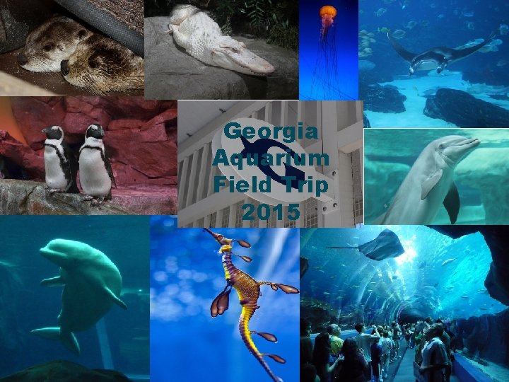Georgia Aquarium Field Trip 2015 