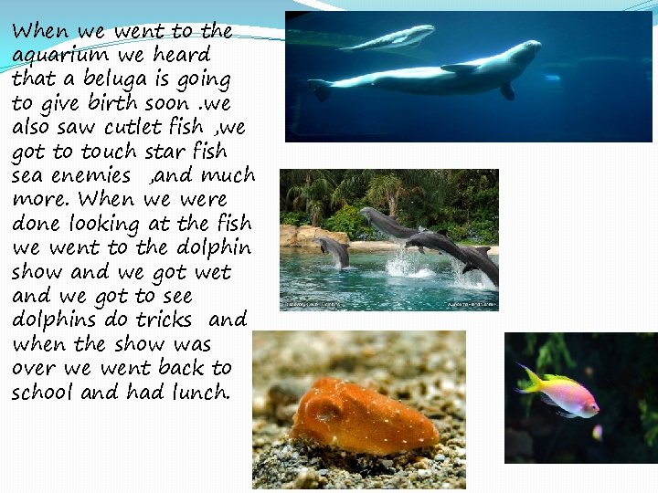 When we went to the aquarium we heard that a beluga is going to