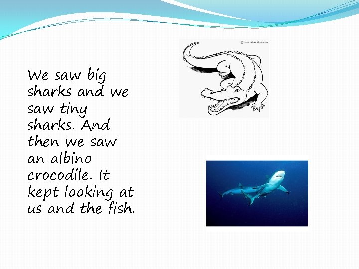 We saw big sharks and we saw tiny sharks. And then we saw an