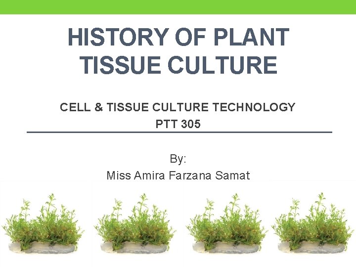 HISTORY OF PLANT TISSUE CULTURE CELL & TISSUE CULTURE TECHNOLOGY PTT 305 By: Miss