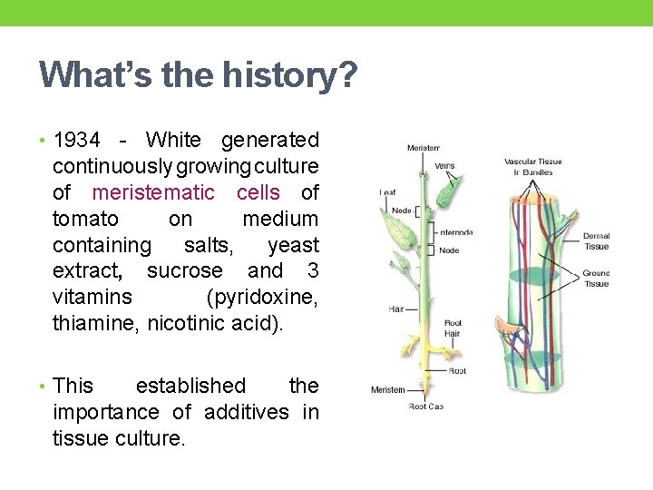 What’s the history? • 1934 - White generated continuously growing culture of meristematic cells