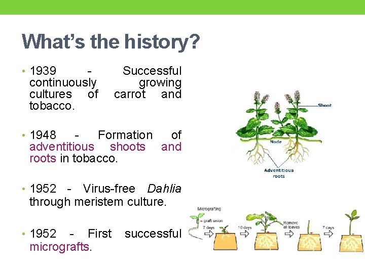 What’s the history? • 1939 - continuously cultures of tobacco. Successful growing carrot and