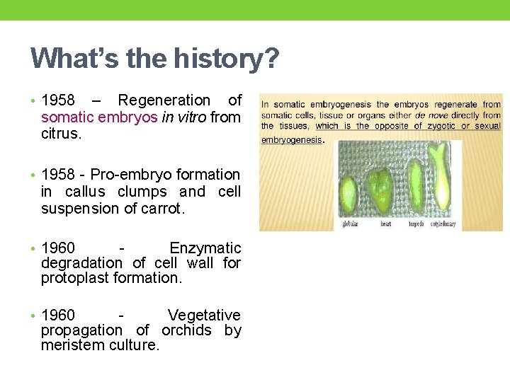 What’s the history? • 1958 – Regeneration of somatic embryos in vitro from citrus.