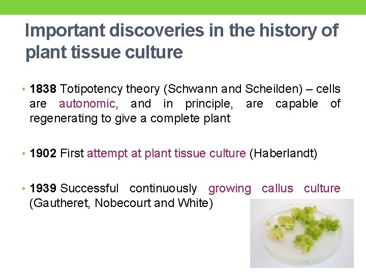 Important discoveries in the history of plant tissue culture • 1838 Totipotency theory (Schwann