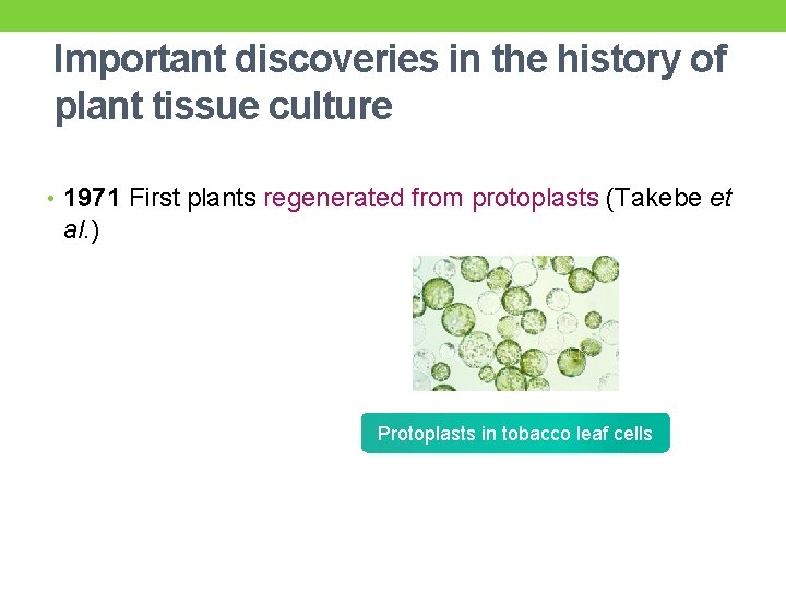 Important discoveries in the history of plant tissue culture • 1971 First plants regenerated