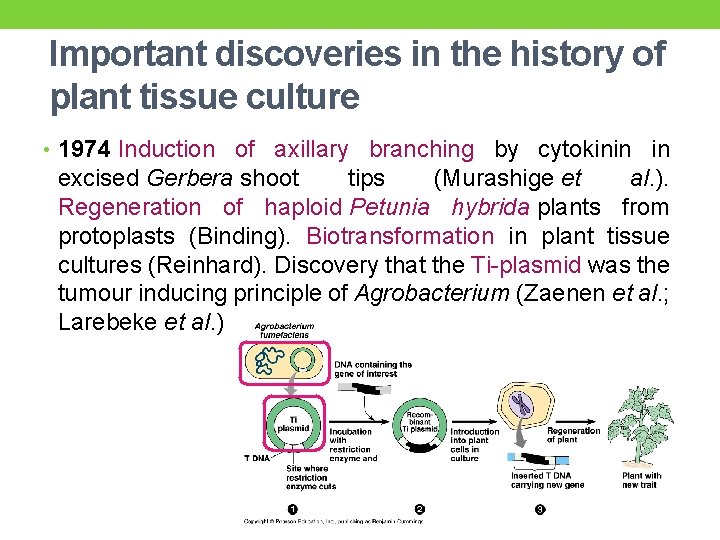 Important discoveries in the history of plant tissue culture • 1974 Induction of axillary