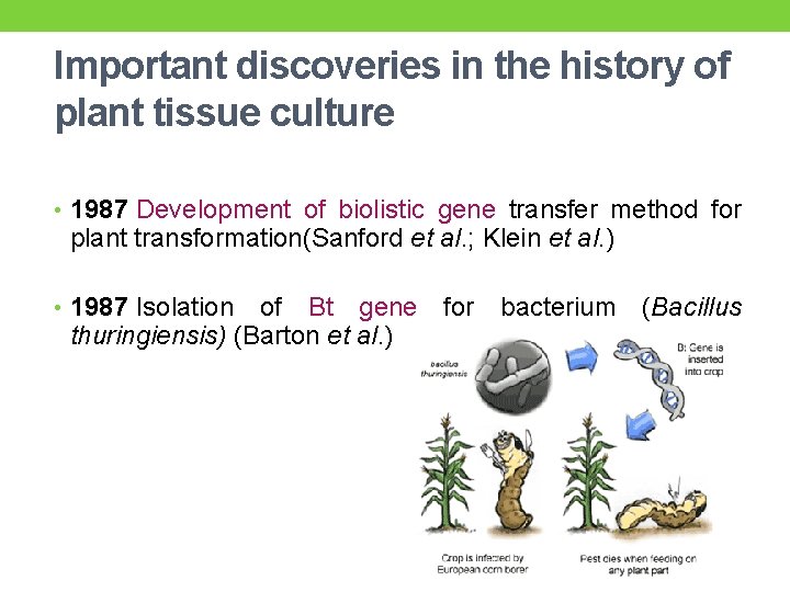 Important discoveries in the history of plant tissue culture • 1987 Development of biolistic