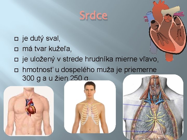 Srdce je dutý sval, má tvar kužeľa, je uložený v strede hrudníka mierne vľavo,