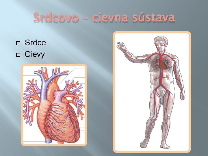 Srdcovo – cievna sústava Srdce Cievy 