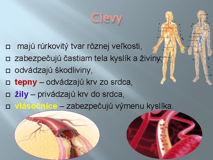 Cievy majú rúrkovitý tvar rôznej veľkosti, zabezpečujú častiam tela kyslík a živiny, odvádzajú škodliviny,