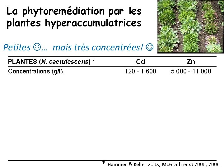 La phytoremédiation par les plantes hyperaccumulatrices Petites … mais très concentrées! PLANTES (N. caerulescens)