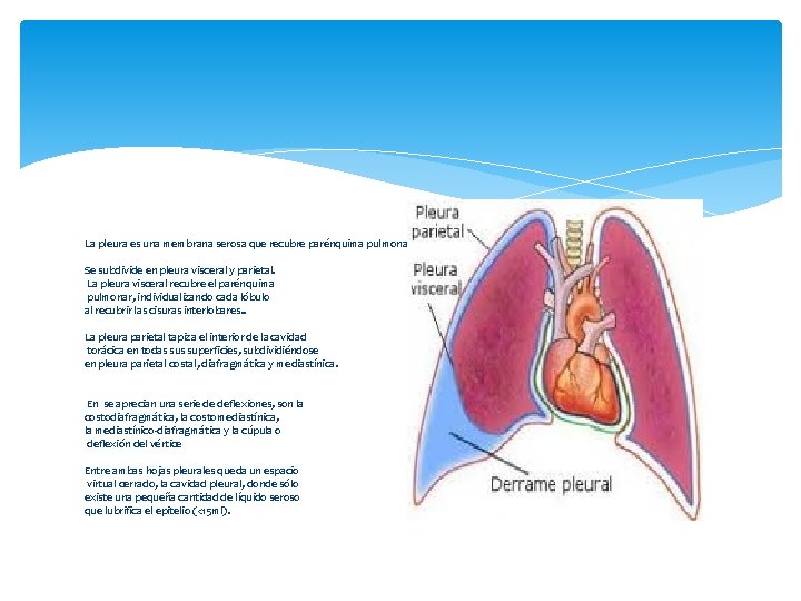 La pleura es una membrana serosa que recubre parénquima pulmonar, mediastino, diafragma e interior