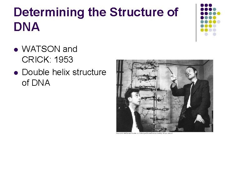 Determining the Structure of DNA l l WATSON and CRICK: 1953 Double helix structure