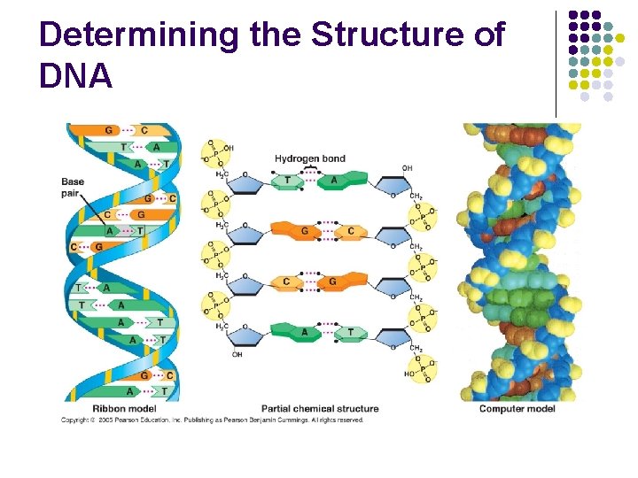 Determining the Structure of DNA 