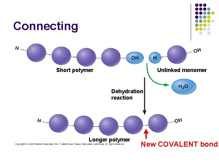 Connecting Unlinked monomer Short polymer Dehydration reaction Longer polymer New COVALENT bond 