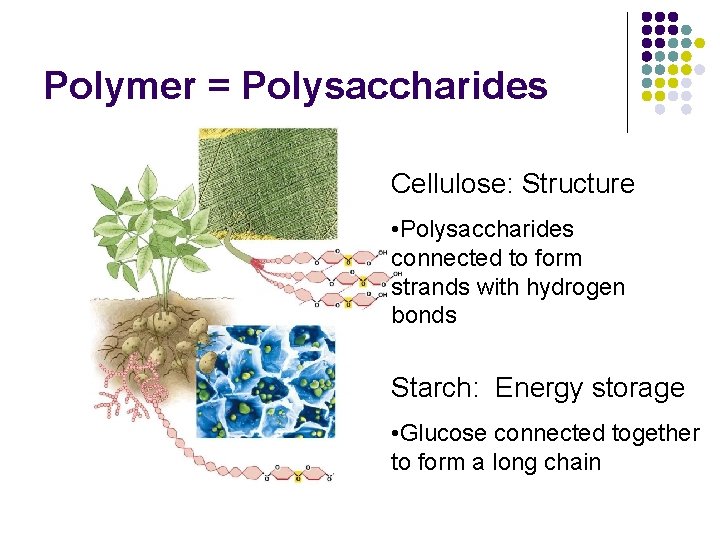 Polymer = Polysaccharides Cellulose: Structure • Polysaccharides connected to form strands with hydrogen bonds