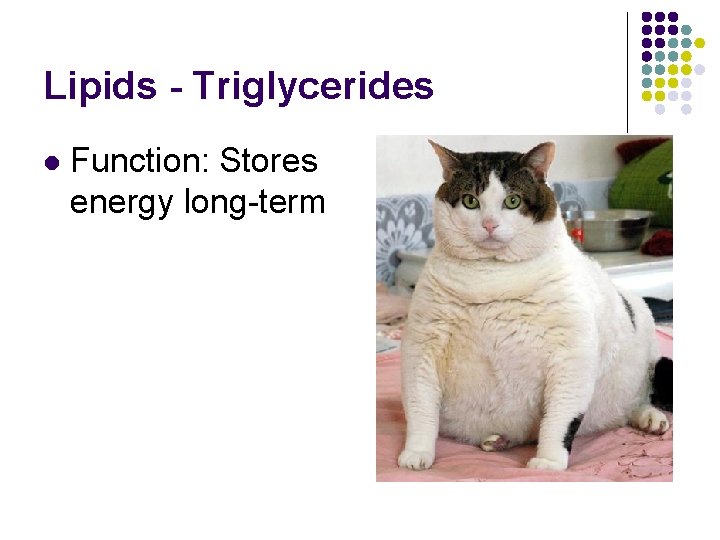 Lipids - Triglycerides l Function: Stores energy long-term 