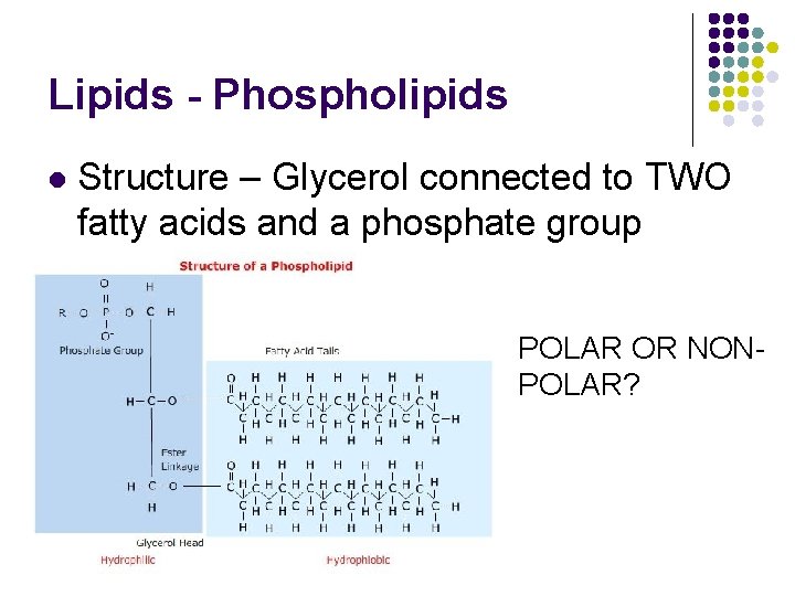 Lipids - Phospholipids l Structure – Glycerol connected to TWO fatty acids and a