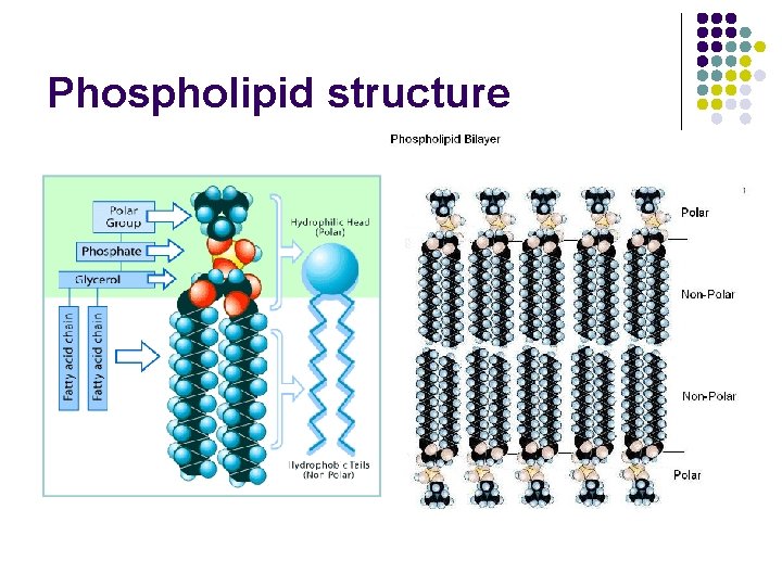 Phospholipid structure 