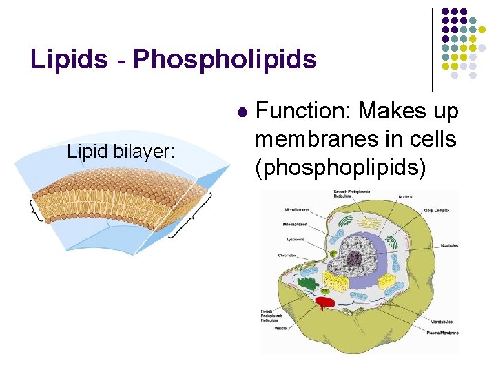 Lipids - Phospholipids l Lipid bilayer: Function: Makes up membranes in cells (phosphoplipids) 