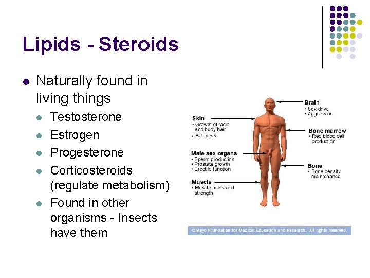 Lipids - Steroids l Naturally found in living things l l l Testosterone Estrogen