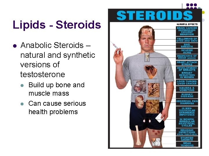 Lipids - Steroids l Anabolic Steroids – natural and synthetic versions of testosterone l