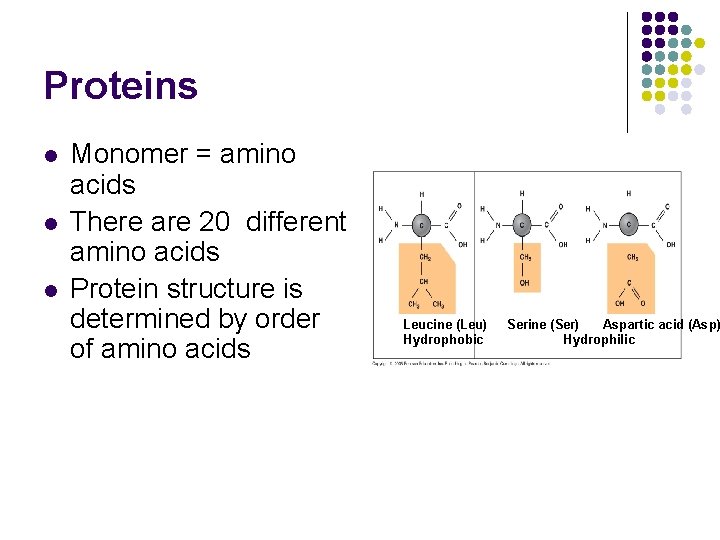 Proteins l l l Monomer = amino acids There are 20 different amino acids