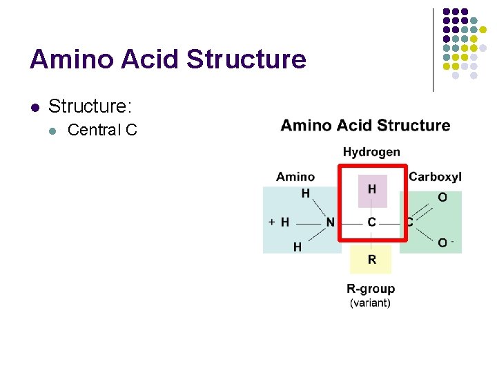 Amino Acid Structure l Structure: l Central C 