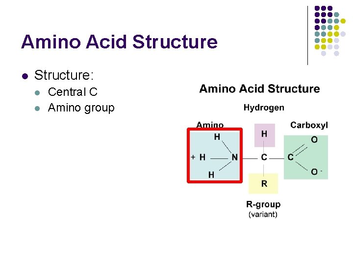 Amino Acid Structure l Structure: l l Central C Amino group 