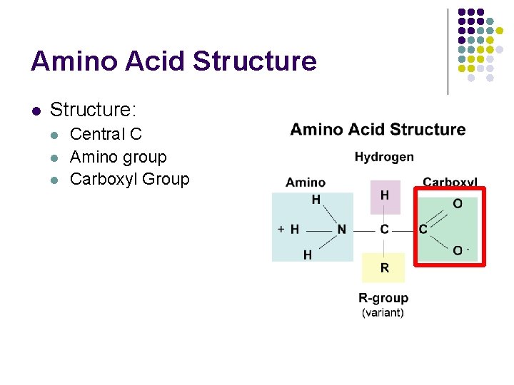 Amino Acid Structure l Structure: l l l Central C Amino group Carboxyl Group