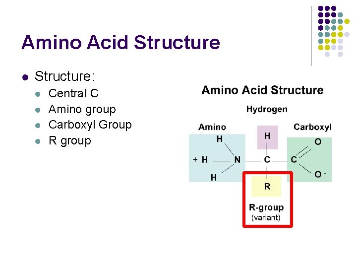 Amino Acid Structure l Structure: l l Central C Amino group Carboxyl Group R