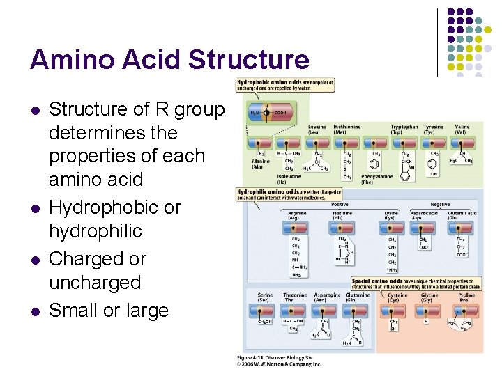 Amino Acid Structure l l Structure of R group determines the properties of each