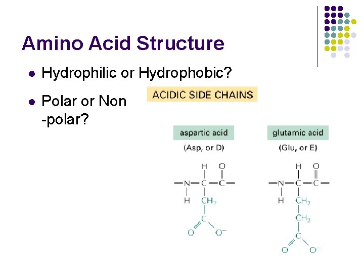 Amino Acid Structure l Hydrophilic or Hydrophobic? l Polar or Non -polar? 