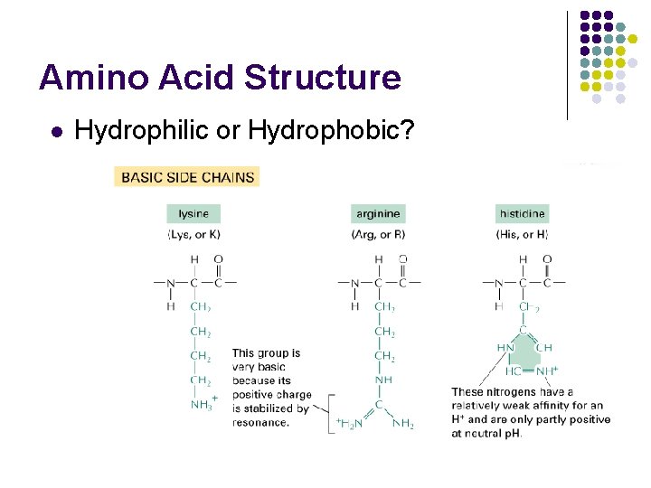 Amino Acid Structure l Hydrophilic or Hydrophobic? 