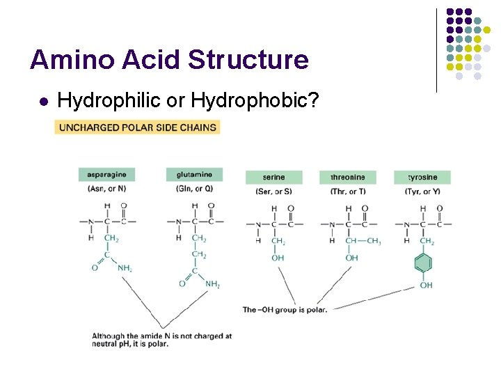 Amino Acid Structure l Hydrophilic or Hydrophobic? 