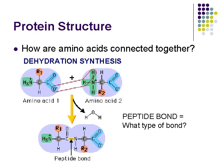 Protein Structure l How are amino acids connected together? DEHYDRATION SYNTHESIS PEPTIDE BOND =