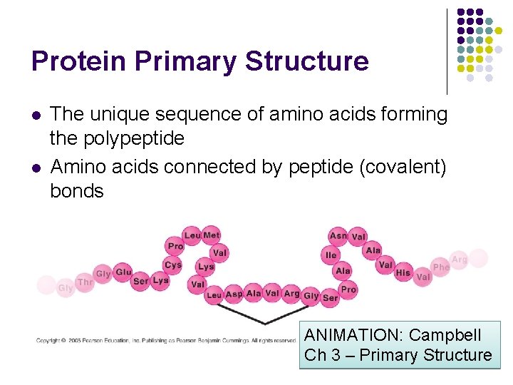 Protein Primary Structure l l The unique sequence of amino acids forming the polypeptide