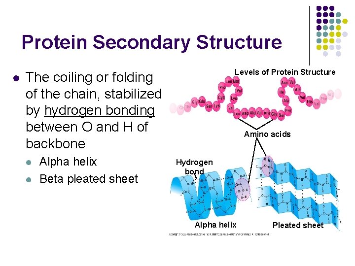 Protein Secondary Structure l Levels of Protein Structure The coiling or folding of the