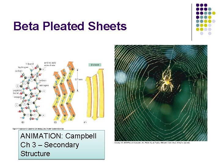 Beta Pleated Sheets ANIMATION: Campbell Ch 3 – Secondary Structure 