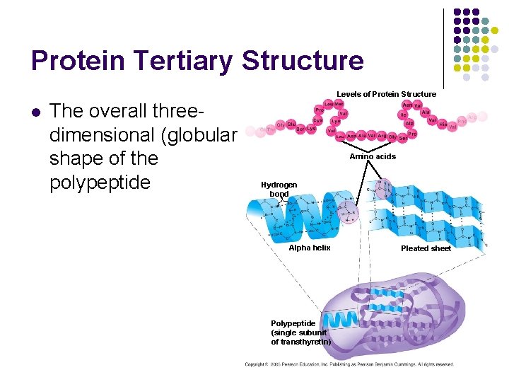Protein Tertiary Structure Levels of Protein Structure l The overall threedimensional (globular) shape of