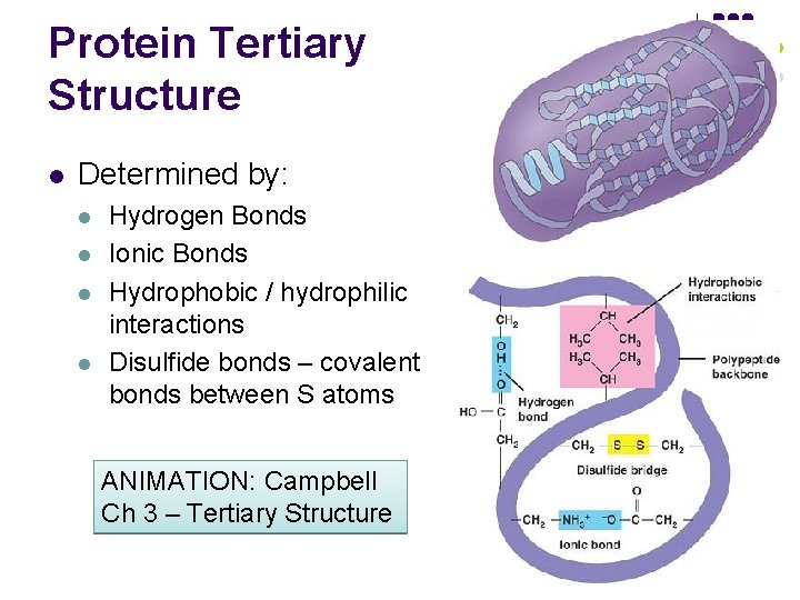 Protein Tertiary Structure l Determined by: l l Hydrogen Bonds Ionic Bonds Hydrophobic /